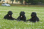 Black Russian Terrier