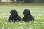 Black Russian Terrier