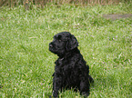 black russian terrier puppy