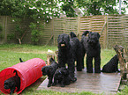 black russian terrier