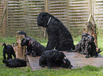 black russian terrier