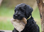 black russian terrier puppy