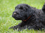 black russian terrier puppy