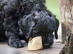 black russian terrier puppy