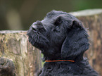 black russian terrier puppy