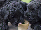 black russian terrier puppies