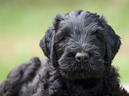 black russian terrier puppy