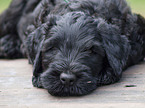 black russian terrier puppy