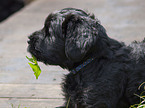 black russian terrier puppy