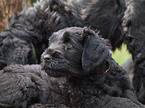 black russian terrier puppy