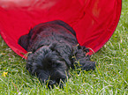 black russian terrier puppy