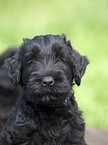 black russian terrier puppy