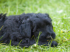 black russian terrier puppy