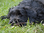 black russian terrier puppy