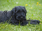 black russian terrier puppy