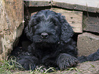 black russian terrier puppy