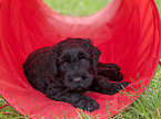 black russian terrier puppy