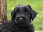 black russian terrier puppy