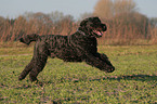 running Black Russian Terrier