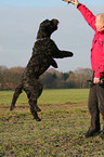 jumping Black Russian Terrier