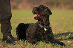 lying Black Russian Terrier