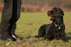 lying Black Russian Terrier