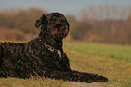 lying Black Russian Terrier