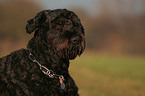 Black Russian Terrier Portrait