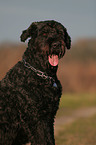 Black Russian Terrier Portrait