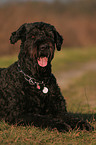 lying Black Russian Terrier