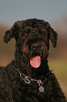 Black Russian Terrier Portrait