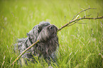 lying black Russian Terrier