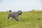 playing black Russian Terrier