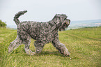 playing black Russian Terrier