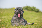 lying black Russian Terrier