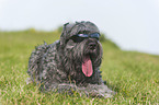 black Russian Terrier