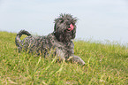 lying black Russian Terrier