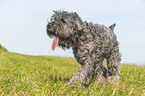 walking black Russian Terrier