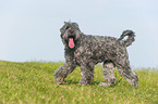 walking black Russian Terrier