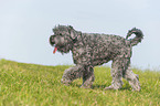 walking black Russian Terrier