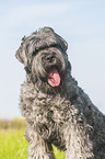 black Russian Terrier Portrait