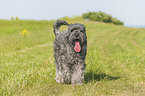 walking black Russian Terrier