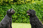 black russian terrier