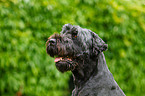 black russian terrier portrait