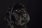 Black Russian Terrier Portrait