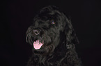 Black Russian Terrier Portrait