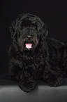 lying Black Russian Terrier