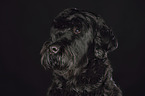 Black Russian Terrier Portrait