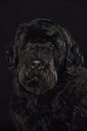 Black Russian Terrier Portrait