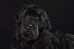 Black Russian Terrier Portrait